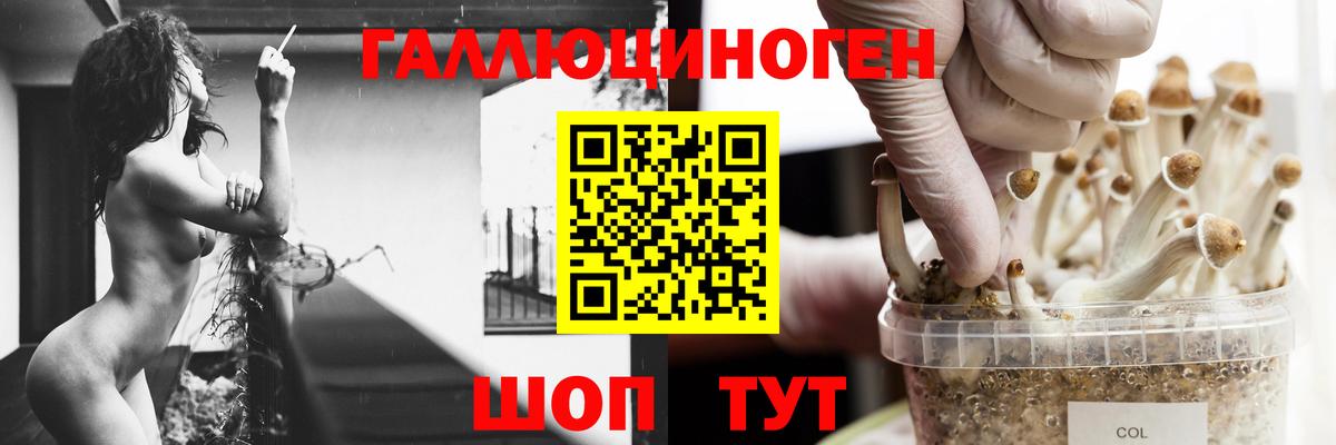 Новоуральск  закладка  Вход с VPN  Галлюциногенные грибы GOLDEN TEACHER  Галлюциногенные грибы прущие грибы 
